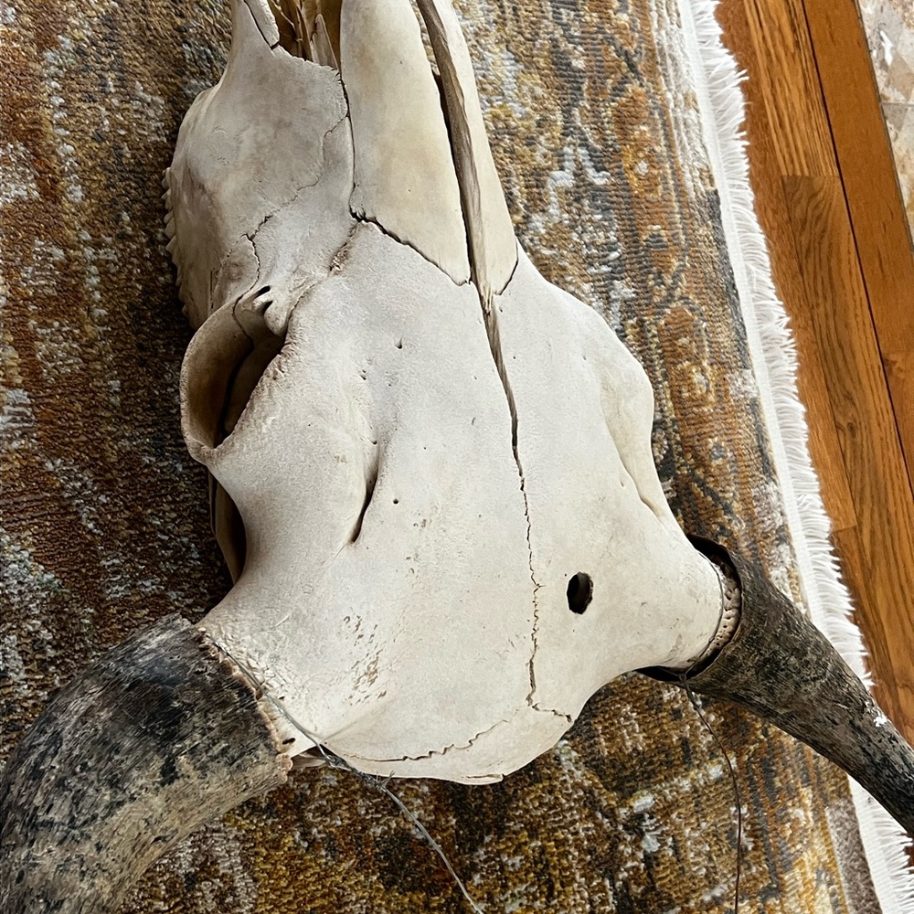 Bull skull - Picture 4 of 8